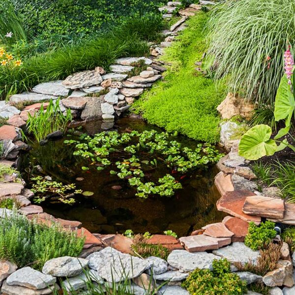 Comment construire et entretenir un petit bassin de jardin