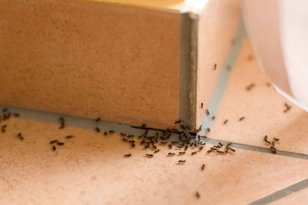Come-combattere-le-formiche-formicaio