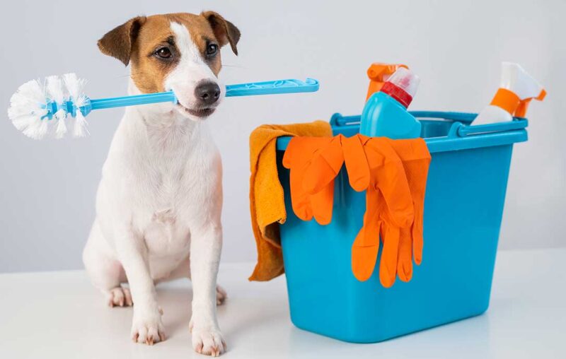 Pipì di cane: come pulirla e rimuovere gli odori?