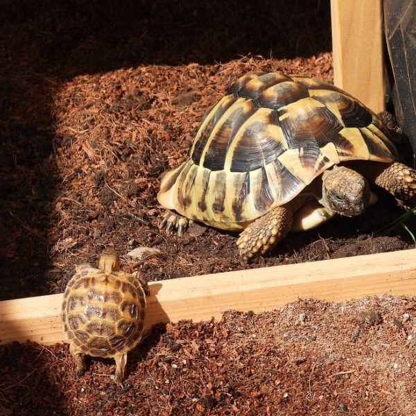 Come costruire un terrario per tartarughe di terra?