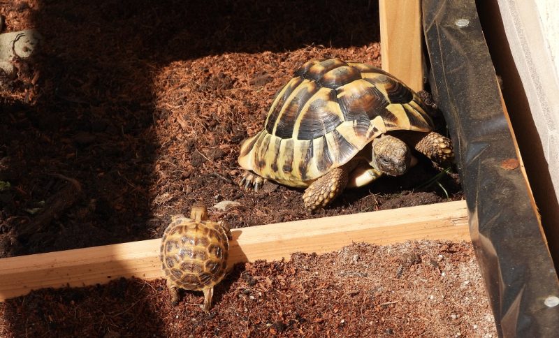 Come costruire un terrario per tartarughe di terra?