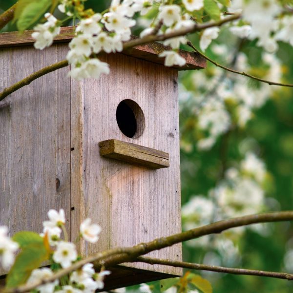 Come costruire una casetta e una mangiatoia per gli uccellini