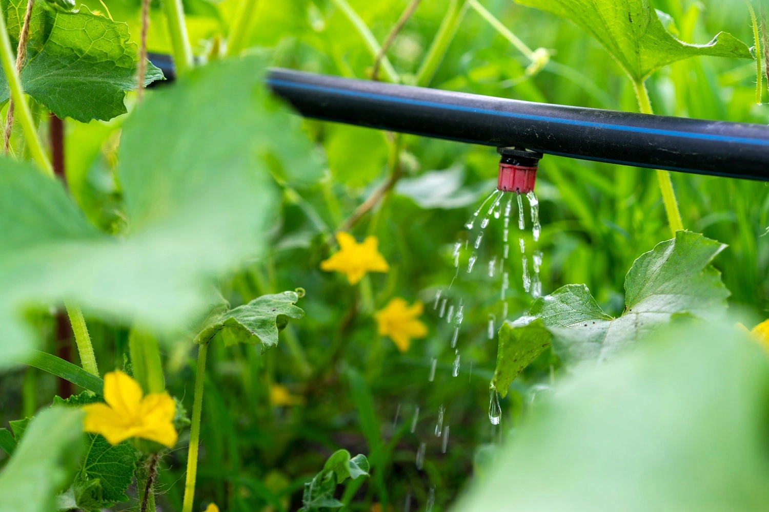 sistemi di irrigazione giardino a goccia