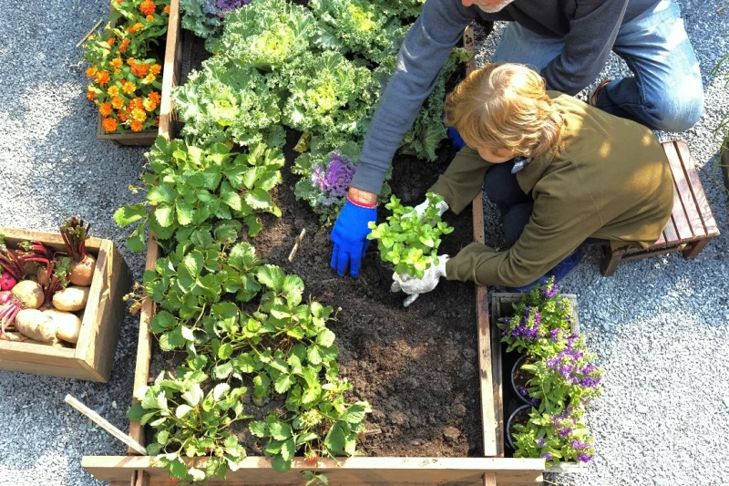 Come progettare un orto in giardino: idee e consigli